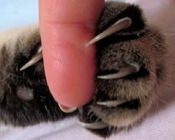 Поцарапала кошка – раздражение, воспаление и нагноение царапины: как лечить? Почему укусы и царапины от кошки долго заживают? Чем опасны кошачьи царапины для человека? Мази от кошачьих укусов и царапин: список, инструкции по применению