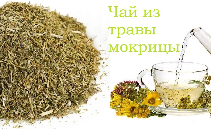 Чай из травы мокрицы