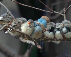 Чем можно и чем нельзя кормить птиц зимой в кормушке: таблица. Чем лучше кормить зимующих уличных птиц зимой в городе: корм для птиц в кормушку. Что едят воробьи, синички, снегири, дятлы, свиристели зимой в кормушке? Какие птицы едят рябину зимой?