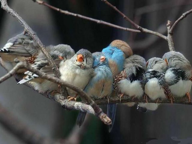 Чем можно и чем нельзя кормить птиц зимой в кормушке: таблица. Чем лучше кормить зимующих уличных птиц зимой в городе: корм для птиц в кормушку. Что едят воробьи, синички, снегири, дятлы, свиристели зимой в кормушке? Какие птицы едят рябину зимой?