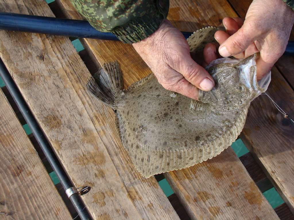 Есть ли чешуя у камбалы?