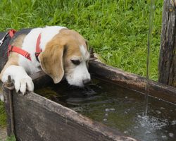 Собака пьет очень много воды и мочится: причина. Сколько воды должна пить собака в день в норме?