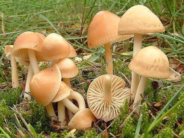 Как приготовить грибы луговые опята свежими и на зиму: лучшие рецепты. Когда начинают расти летние луговые опята, как отличить съедобные грибы от ложных? Как солить, мариновать в банках, варить, жарить, замораживать, сушить луговые опята: рецепты