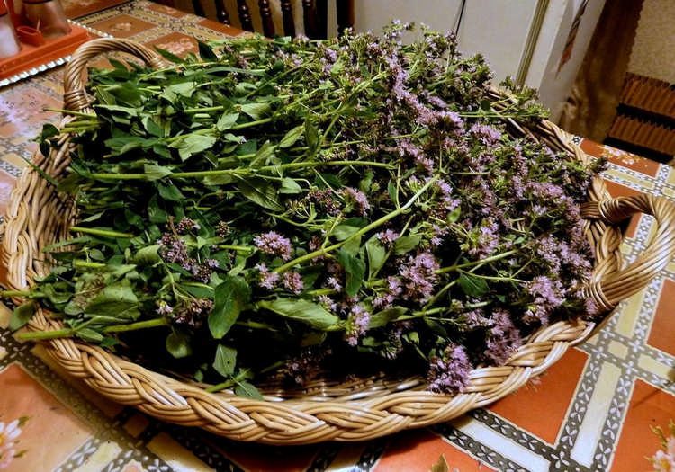 Душица противопоказана беременным женщинам