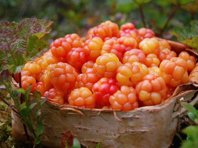 Морошка на зиму: лучшие рецепты заготовок, варенья, компота, желе. Морошка на зиму без варки: рецепт. Ягода морошка: полезные свойства, витамины. Как хранить морошку на зиму: способы