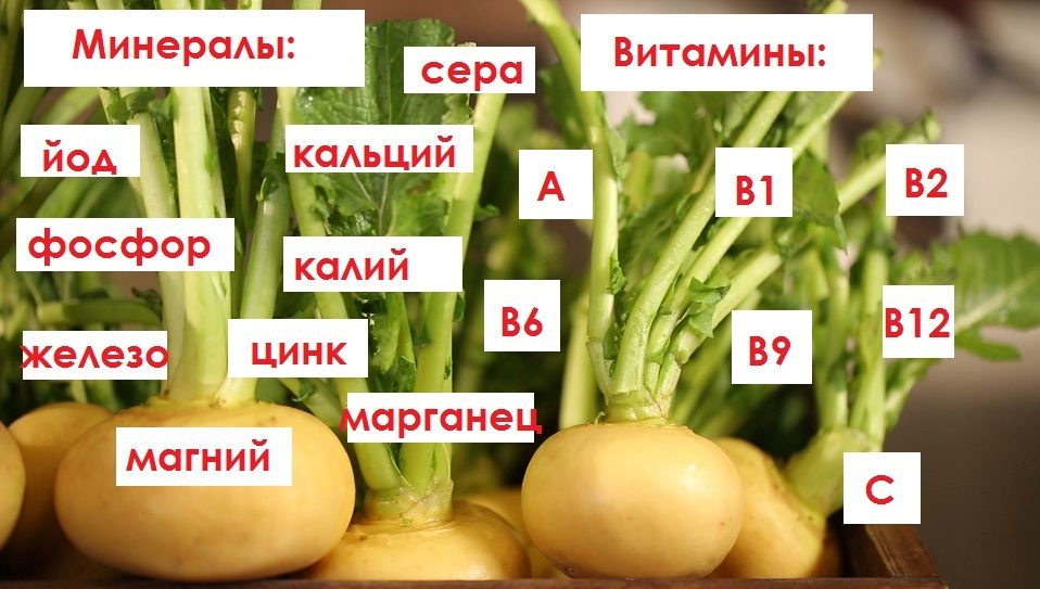 Химический состав репы