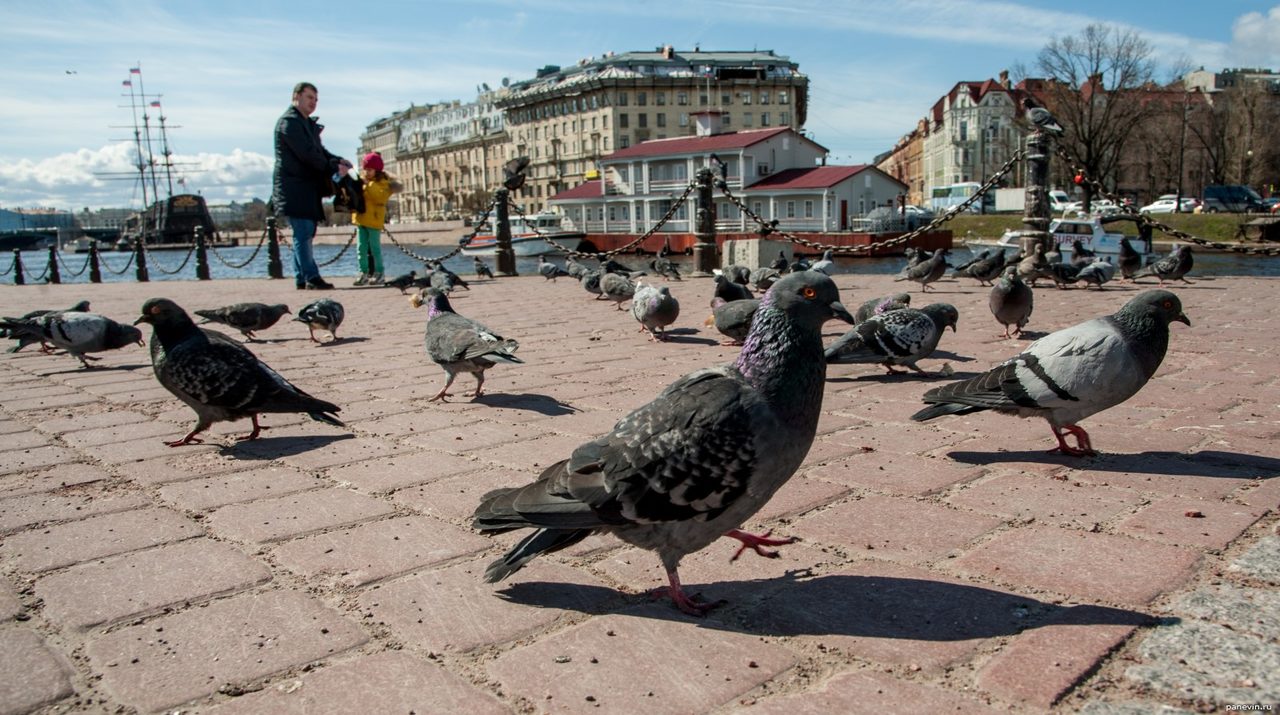 Кивающая походка голубей связана с тем, что так им легче рассматривать интересующий их объект