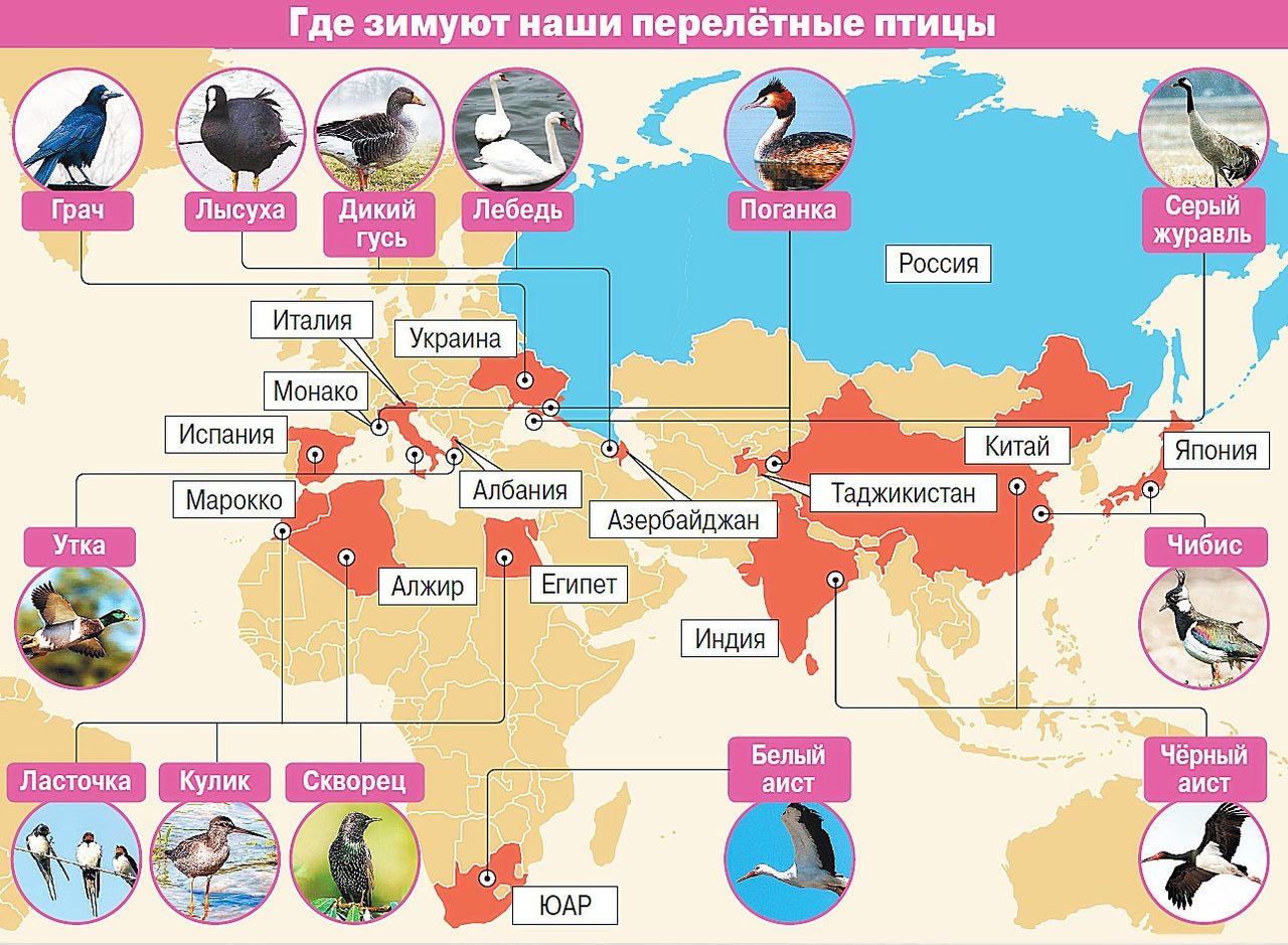 Птицы безошибочно находят путь к месту зимовки