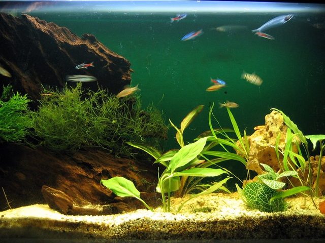 Почему мутнеет вода в старом и новом аквариуме: причины. Мутная вода в аквариуме — что делать: анализ цвета мути, способы устранения, советы