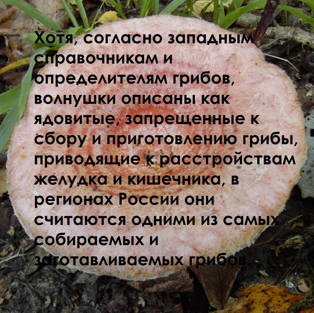Ядовита "волнушка" или нет?