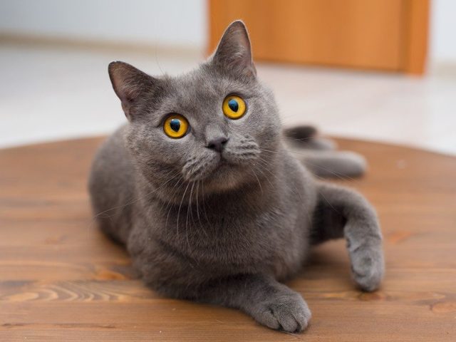 У кошки, кота сильно лезет, выпадает шерсть круглый год: причина, время линьки. Что делать, чем кормить, что дать коту и кошке, как ухаживать за котом и кошкой, чтобы у них не лезла шерсть?