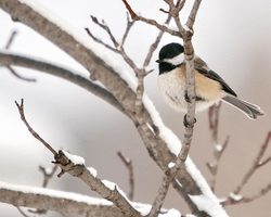 Осёдлые, зимующие и перелётные птицы: список, фото с названиями. Чем отличаются перелётные птицы от зимующих: презентация для дошкольников. Вьют ли гнезда перелетные птицы на юге? Какие птицы весной первыми и последними прилетают, а осенью улетают?