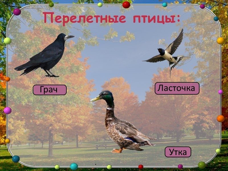 Слайд 2: презентация перелетные птицы