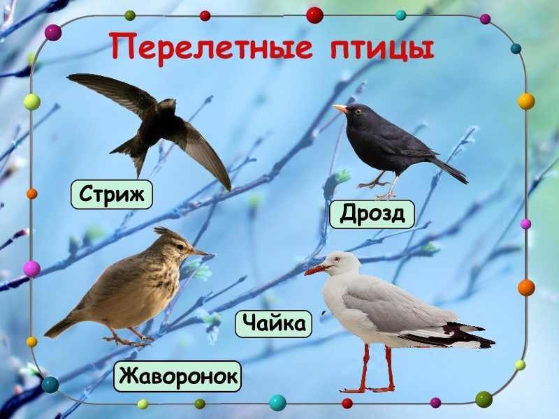 Слайд 5