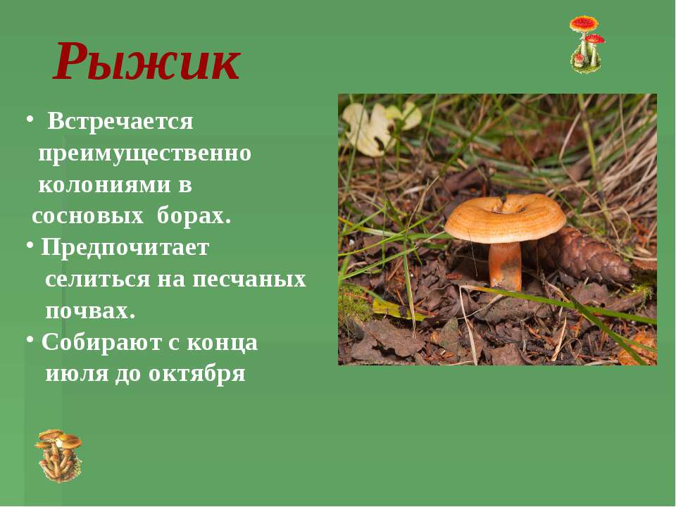 Грибы рыжики: время сбора урожая