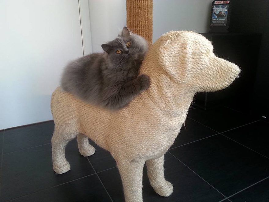 Кошачий антистресс - когтеточка-собака