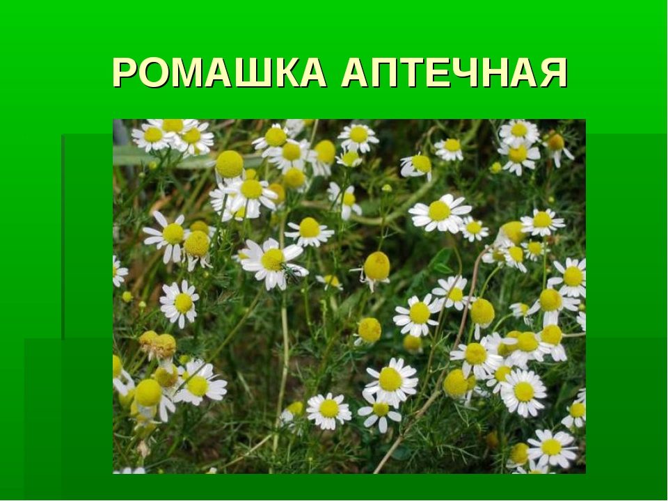 Ромашка при цистите