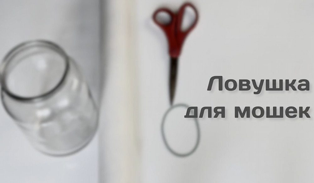 Ловушка своими руками