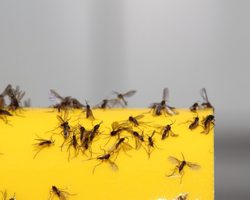 Как в квартире, доме избавиться от мелких мошек на кухне, в комнате, ванной: способы, советы, народные средства и химические препараты. Откуда берутся мошки в квартире, доме, на фруктах? Как сделать ловушку для мошек из пластиковой бутылки своими руками?