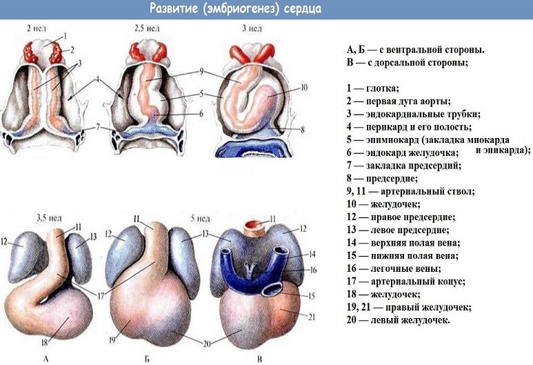 Стадии развития сердца