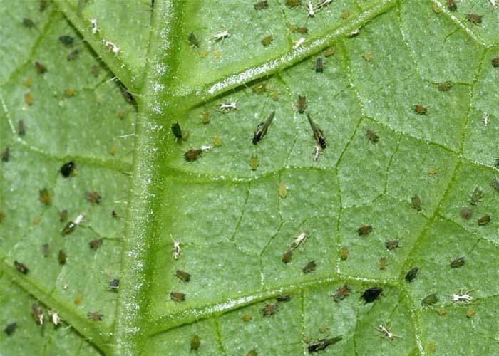 Мошки на растениях: разные виды