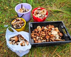 Как солить и мариновать свинушки на зиму горячим и холодным способом: лучшие рецепты приготовления. Засолка свинушек с чесноком, укропом, корицей, луком, в масле: простой и вкусный рецепт