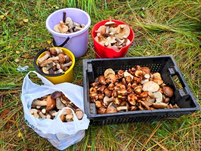Как солить и мариновать свинушки на зиму горячим и холодным способом: лучшие рецепты приготовления. Засолка свинушек с чесноком, укропом, корицей, луком, в масле: простой и вкусный рецепт