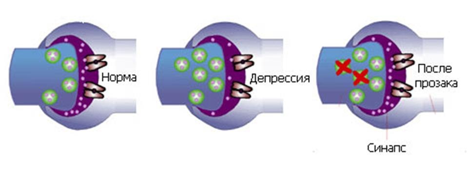 Схема действия антидепрессантов на нервные клетки человека