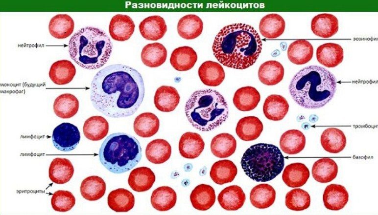 Виды