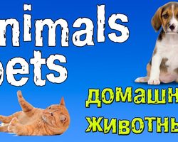 Тема «Домашние животные и звери» на английском языке для детей: необходимые слова, упражнения, диалог, фразы, песенки, карточки, игры, задания, загадки, мультики для детей на английском языке с транскрипцией и переводом для самостоятельного изучения с нуля