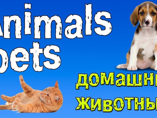 Тема «Домашние животные и звери» на английском языке для детей: необходимые слова, упражнения, диалог, фразы, песенки, карточки, игры, задания, загадки, мультики для детей на английском языке с транскрипцией и переводом для самостоятельного изучения с нуля