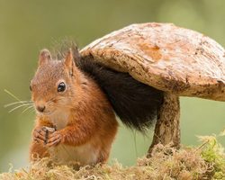 Как правильно нарисовать карандашом съедобные грибы поэтапно для начинающих и детей? Как нарисовать гриб рыжик, лисичку, белый, сморчок, подберезовик карандашом и красками? Рисунки съедобных грибов для детей с названиями: фото