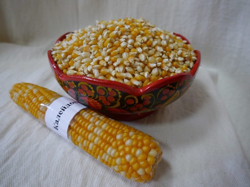Кукуруза для попкорна