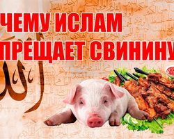Почему мусульмане, евреи, иудеи не едят свинину: история, легенда, запрет свинины у мусульман. Почему свинина запрещена в исламе? Что будет, если мусульманин или еврей съест свинину? Есть ли страны, где мусульманам разрешено есть свинину?