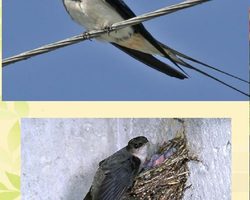 Чем отличается птица ласточка от стрижа: сходство и различие. К каким отрядам относятся ласточки и стрижи? Сравнение ласточек и стрижей для урока Окружающий мир 2 класс