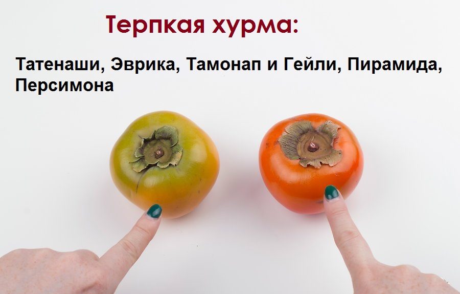 Терпкие сорта