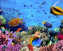 Красное море: где находится на карте мира, какая температура воды по месяцам, какие страны омывает и курорты для пляжного отдыха? Почему Красное море называется Красным? Есть ли акулы в Красном море, и какие есть опасные обитатели и рыбы?