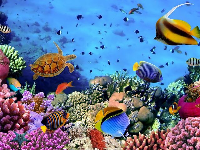 Красное море: где находится на карте мира, какая температура воды по месяцам, какие страны омывает и курорты для пляжного отдыха? Почему Красное море называется Красным? Есть ли акулы в Красном море, и какие есть опасные обитатели и рыбы?