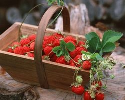 Чем отличается клубника от земляники: сравнение. Что полезнее, лучше, урожайнее, ароматнее, вкуснее: земляника или клубника? Как выглядит земляника и клубника: фото