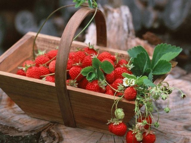 Чем отличается клубника от земляники: сравнение. Что полезнее, лучше, урожайнее, ароматнее, вкуснее: земляника или клубника? Как выглядит земляника и клубника: фото