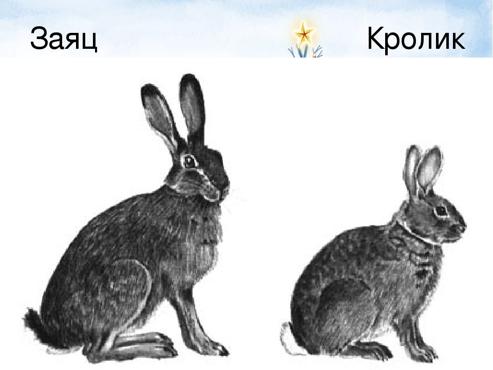 Заяц и кролик на рисунке