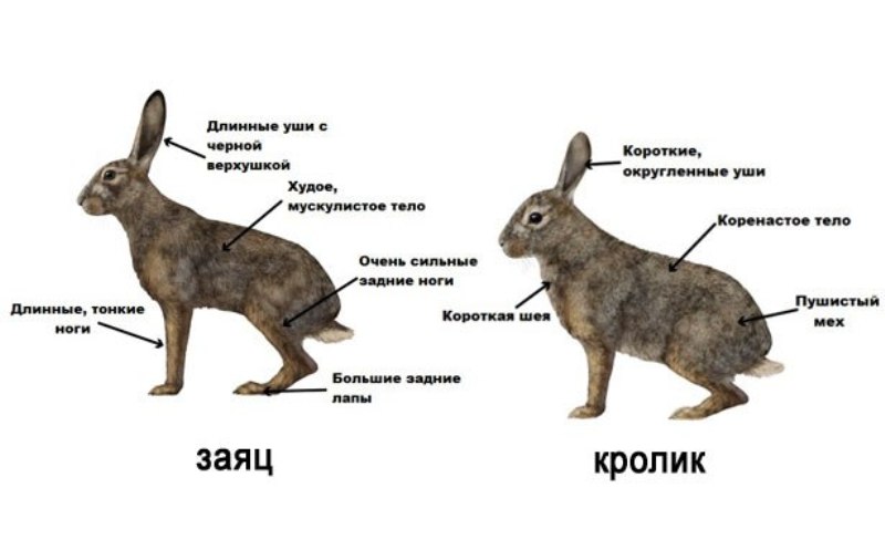 Заяц и кролик с обозначенными внешними отличиями