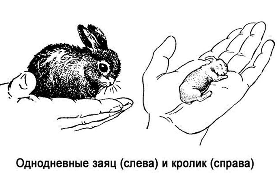 Рисунок детенышей зайца и кролика для определения отличий между ними, пример 3