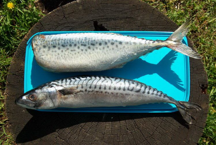 Верхняя макрель без головы, нижняя скумбрия с головой. на фото хорошо видны отличия скумбрии и макрели.