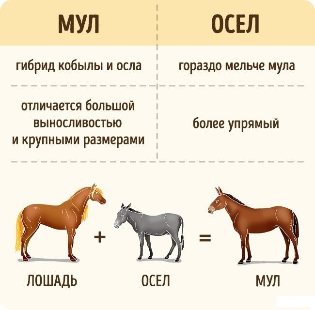Характеристика животных