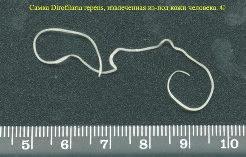 Дирофилярии - паразиты, схожие на волосатиков