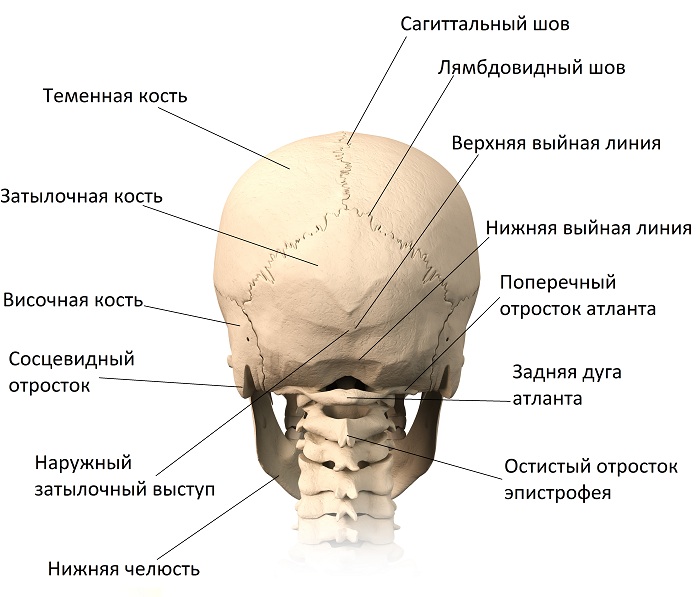 Череп человека