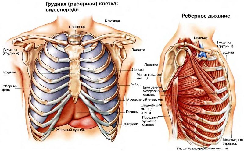 Анатомия грудной клетки