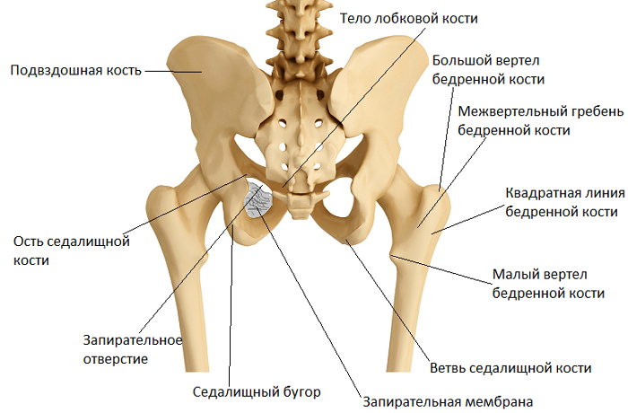 Таз человека