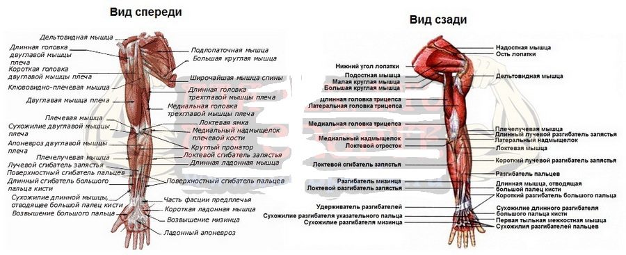 Анатомический рисунок руки
